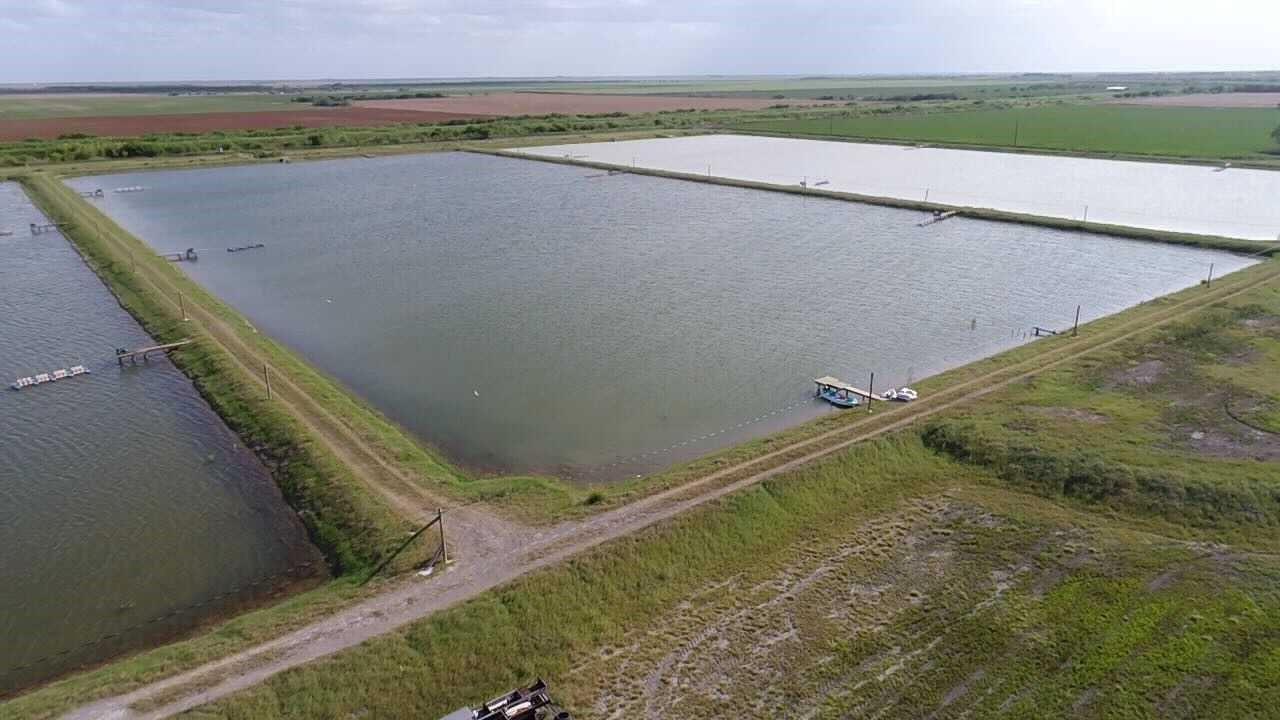7979 Goyo Garcia Rd, Raymondville, TX 78580 — photo 1