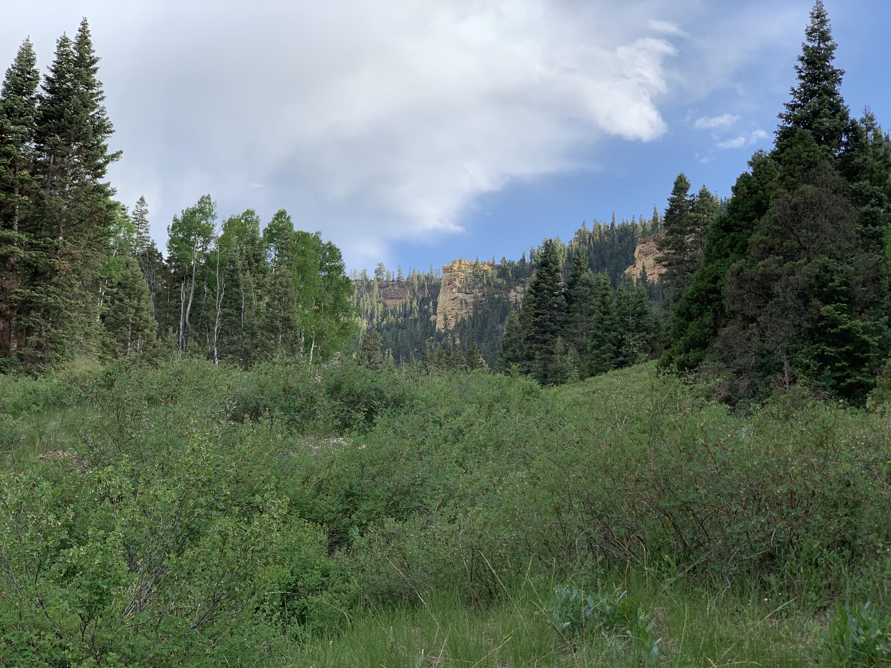 Cedar Mountain Ashdown Gorge-B