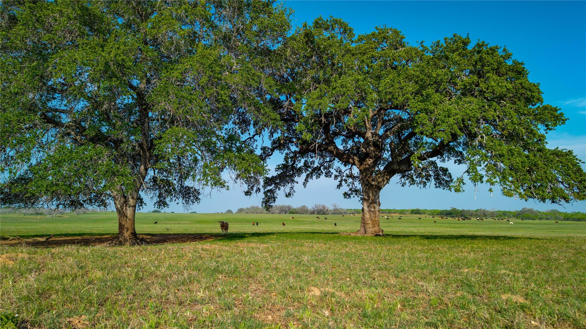 TBD  County Road 404 None, Floresville, TX 78114 — photo 1