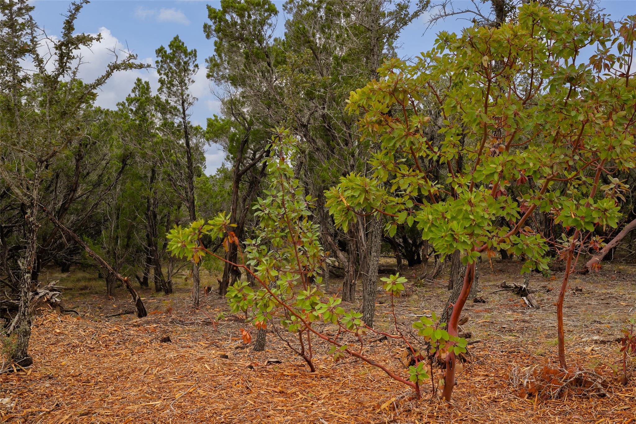 TBD Stagecoach Ranch Loop, Dripping Springs, TX 78620 — photo 1
