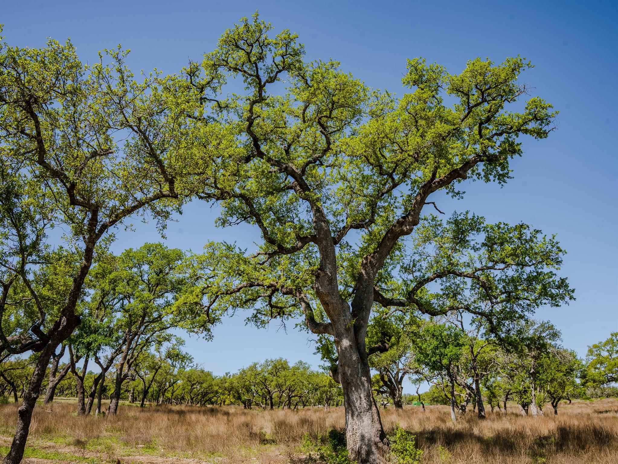 000 Little Creek, Johnson City, TX 78638 — photo 1