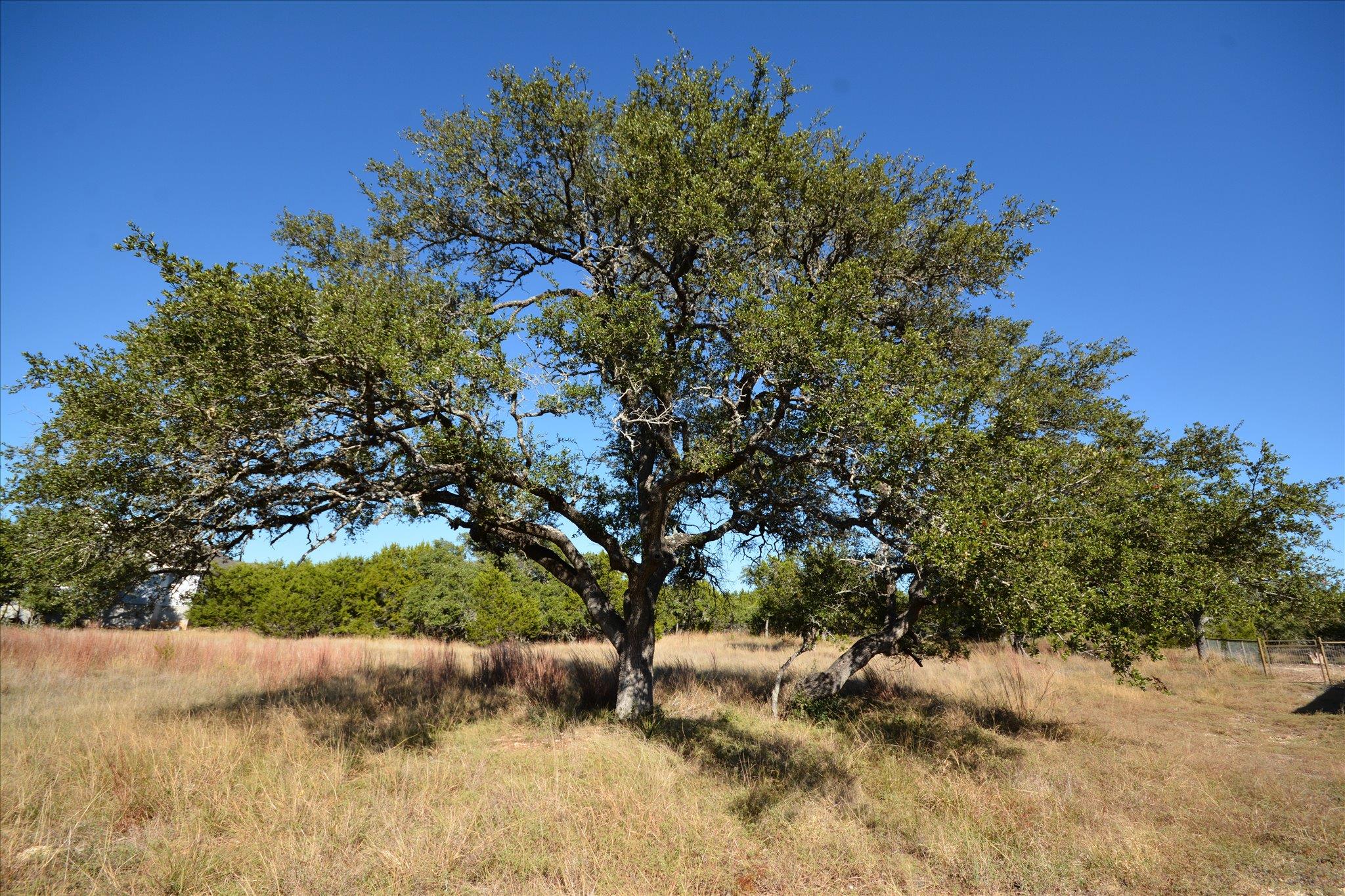 121 JESSE STIFF, Blanco, TX 78606 — photo 1