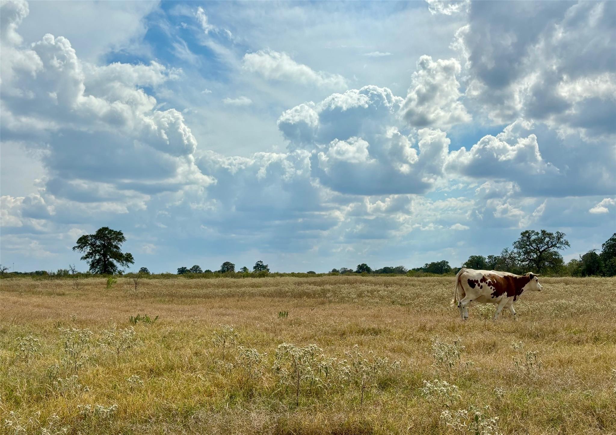 3 Big Sky Ranch, Smithville, TX 78957 — photo 1