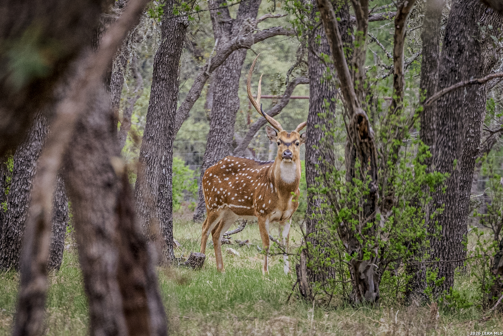 TBD Sattler Rd, Spring Branch, TX 78070 — photo 1