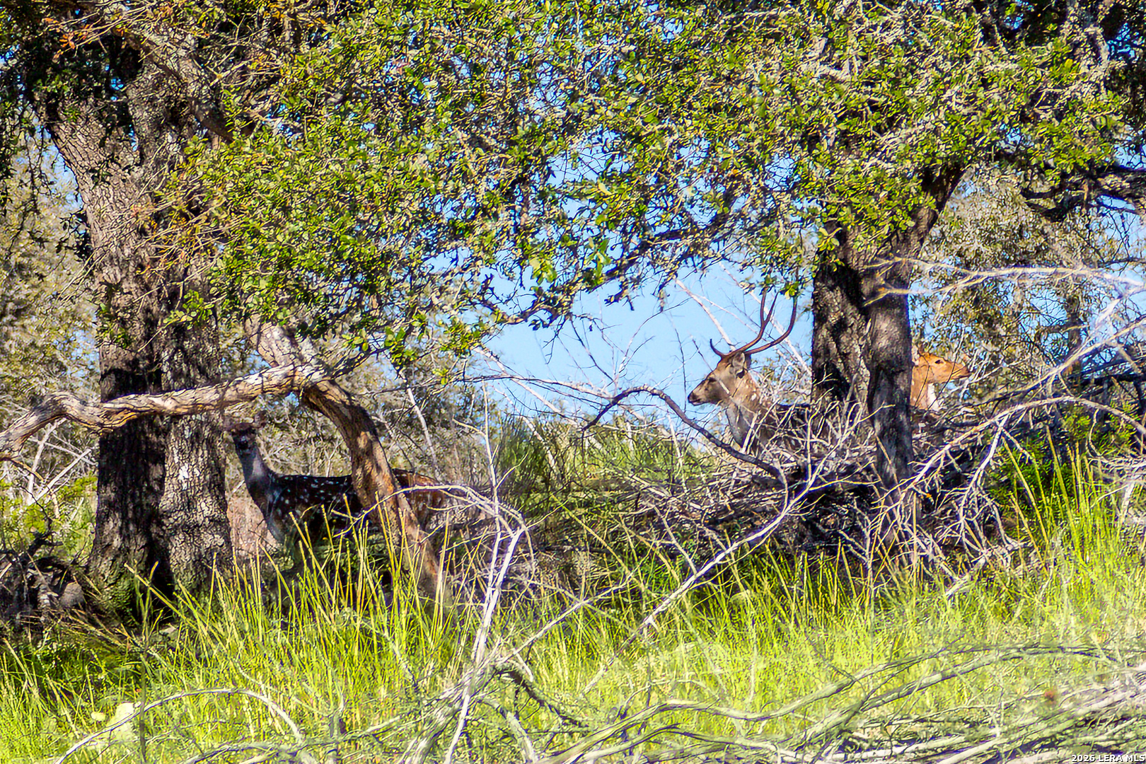 TBD Hwy 39, Hunt, TX 78024 — photo 1
