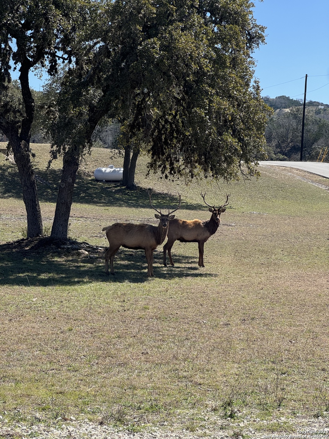 LOT 20 Ringtail Ct, ,  78063 — photo 1