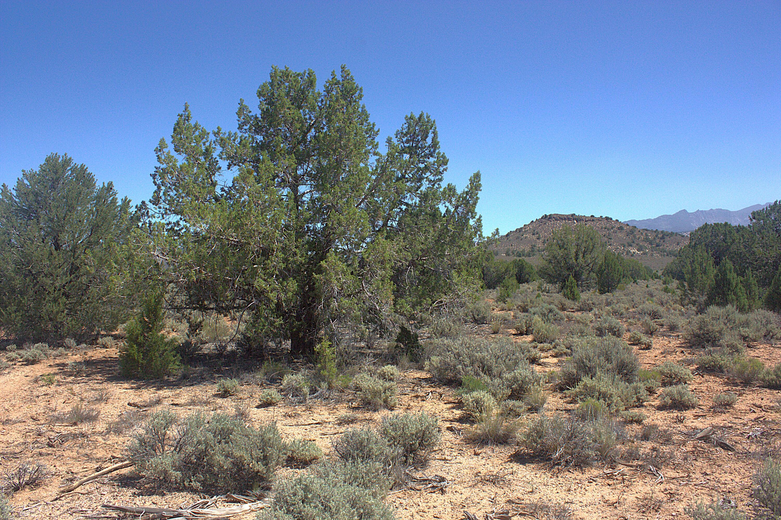 null Juniper Road, Dammeron Valley, UT 84783 — photo 1