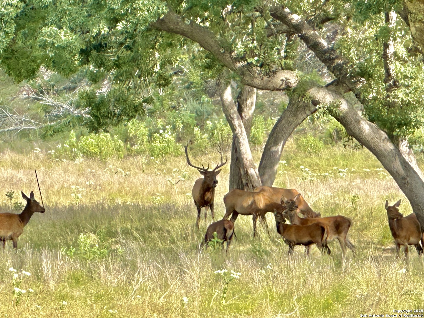 LOT 42 Blackbuck, , 78063 — photo 1