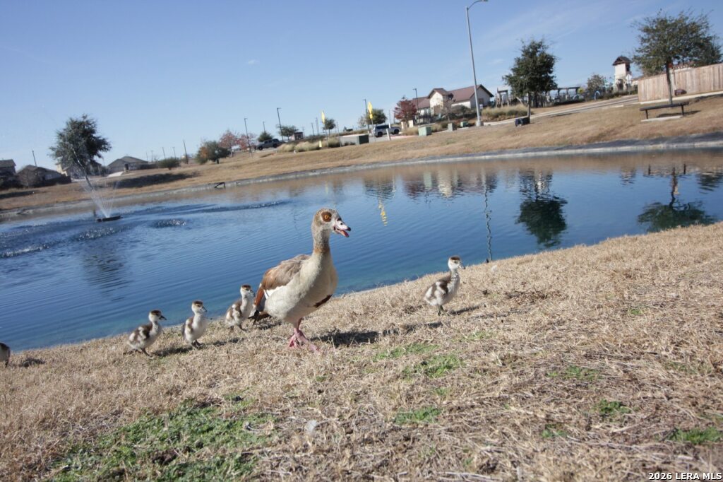6535 Encore Oaks, ,  78252 — photo 1