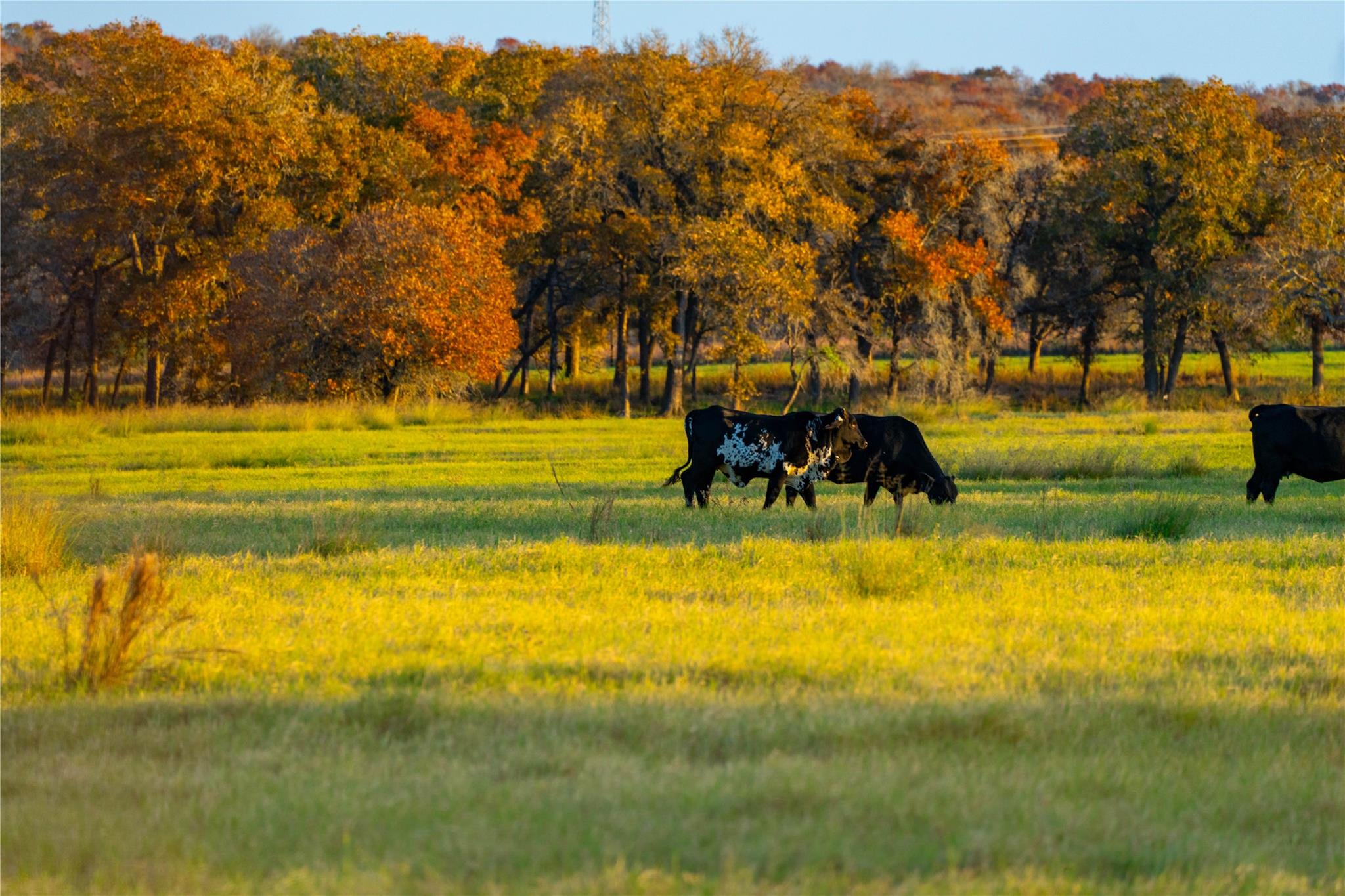 TBD Tx-123, Seguin, TX 78155 — photo 1