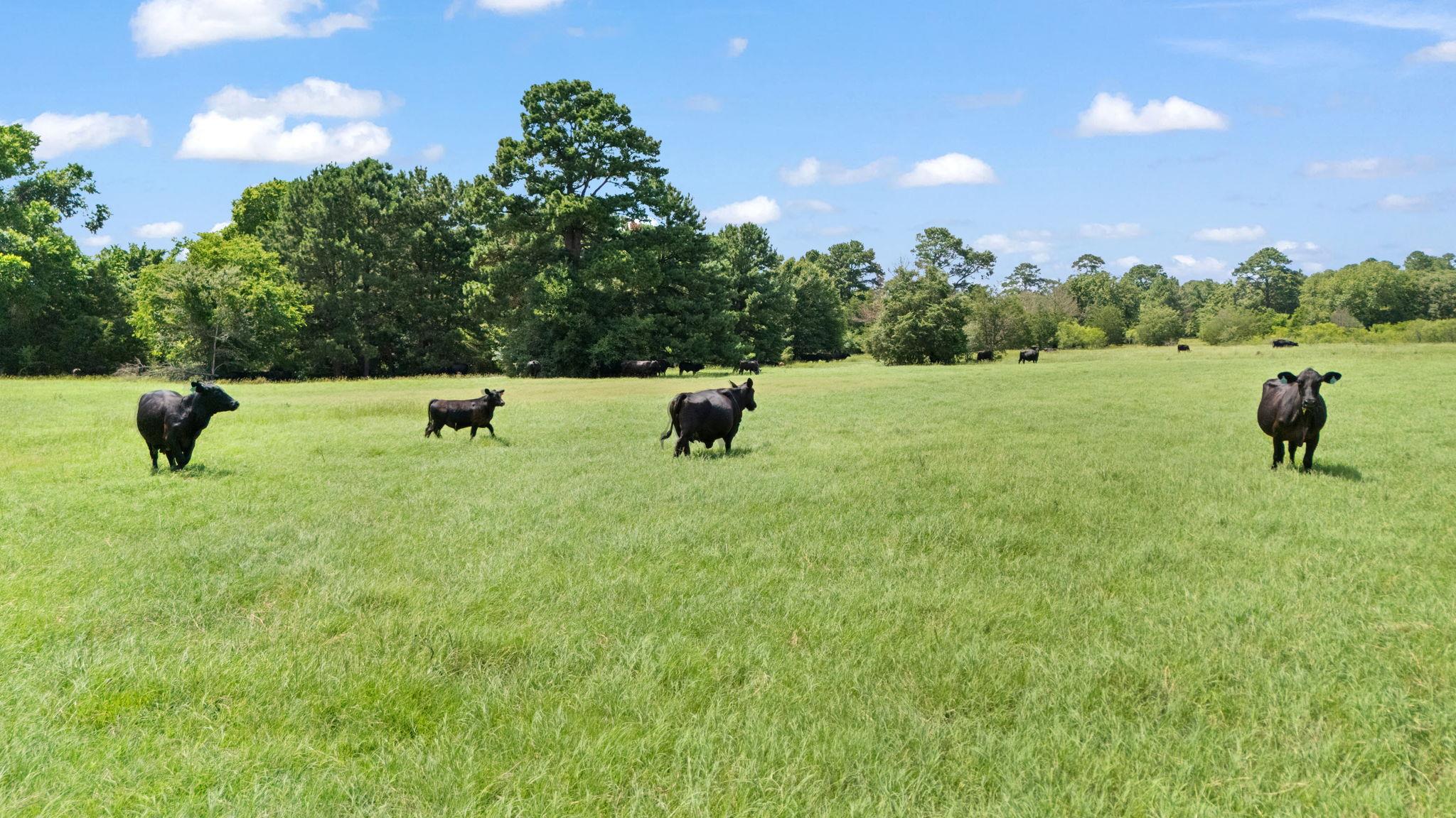TBD St Delight (Tract 1), Paige, TX 78659 — photo 1