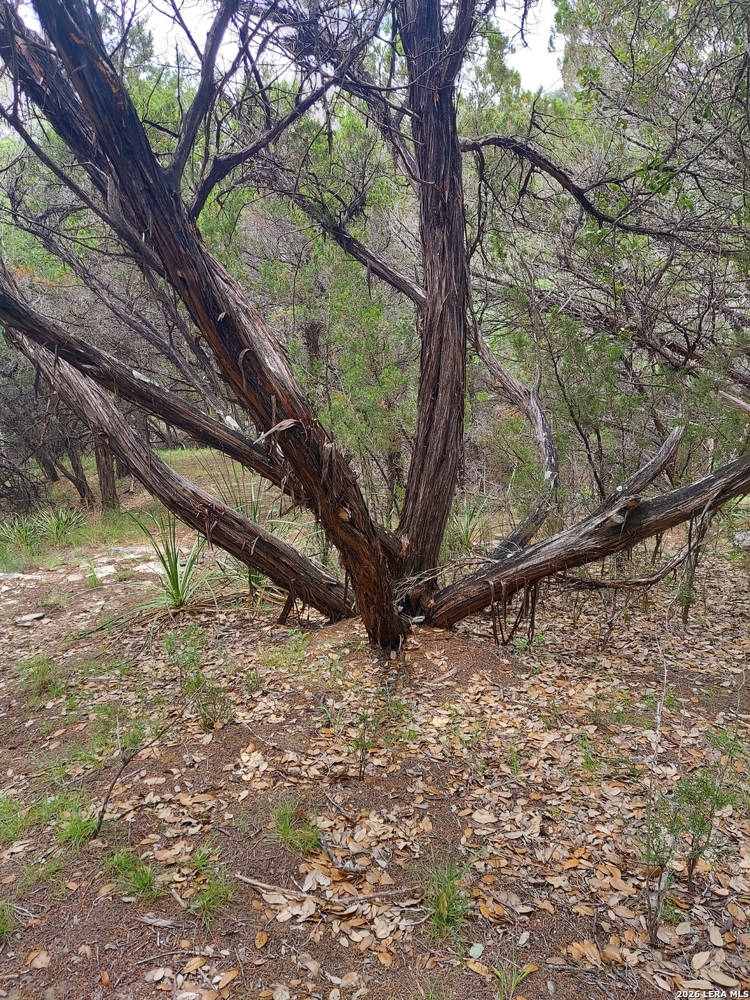 LOT 10 Canyon, ,  78063 — photo 1