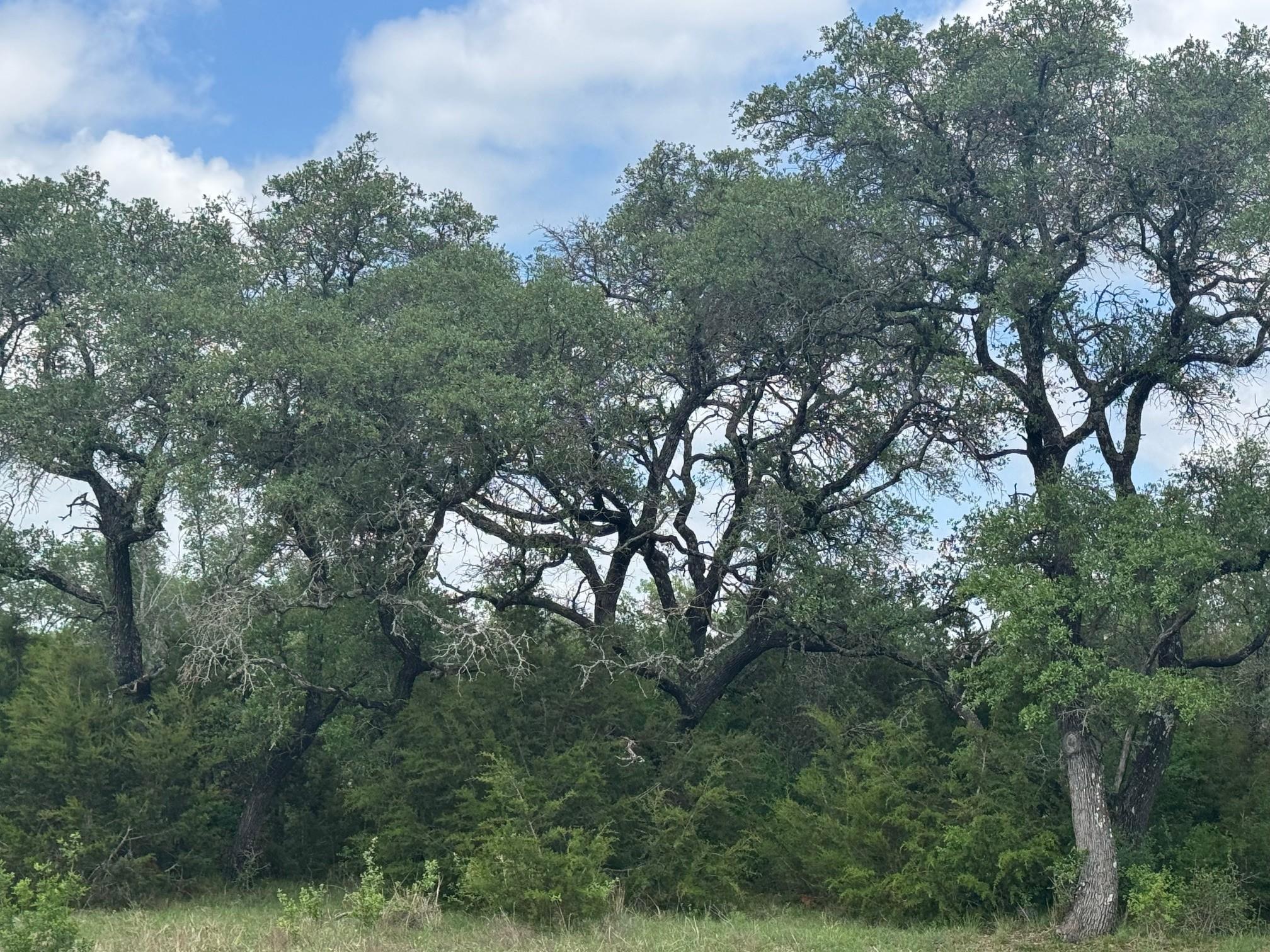Lot 40 Maverick, Briggs, TX 78608 — photo 1