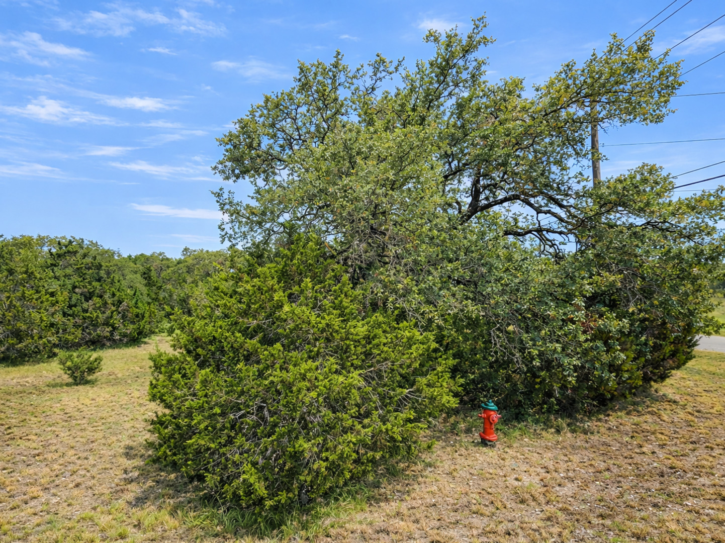 210 Coneflower, , 78070 — photo 1