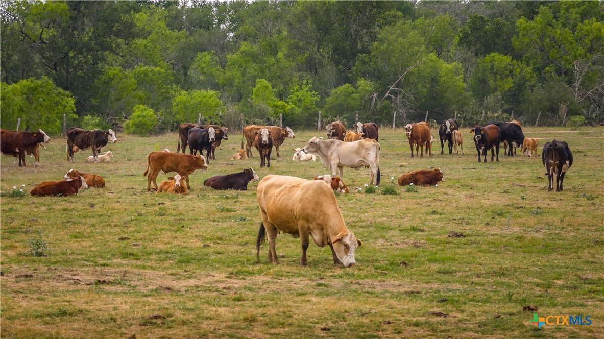000 FM 77, Nixon, TX 78140 — photo 1