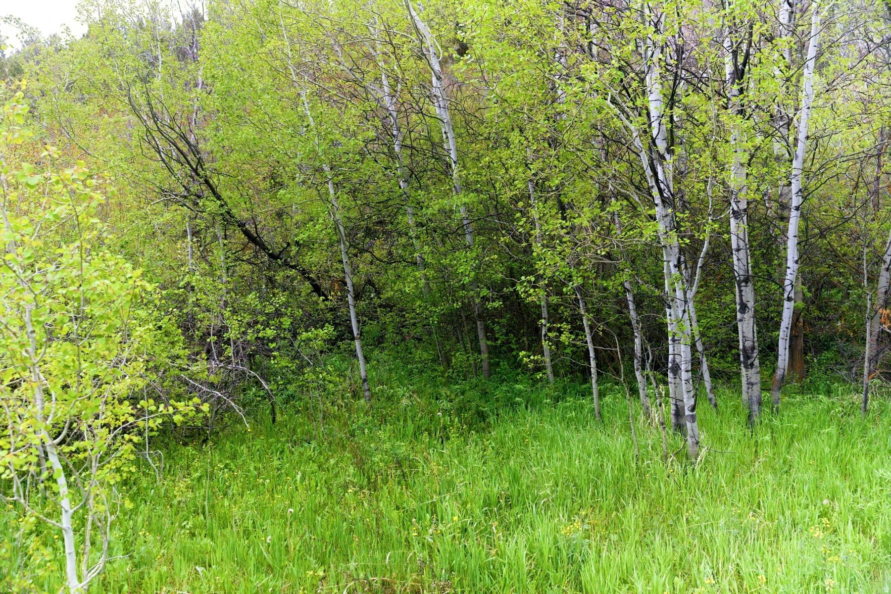1937  UT-150 LOT 154, Kamas, UT 84036 — photo 1