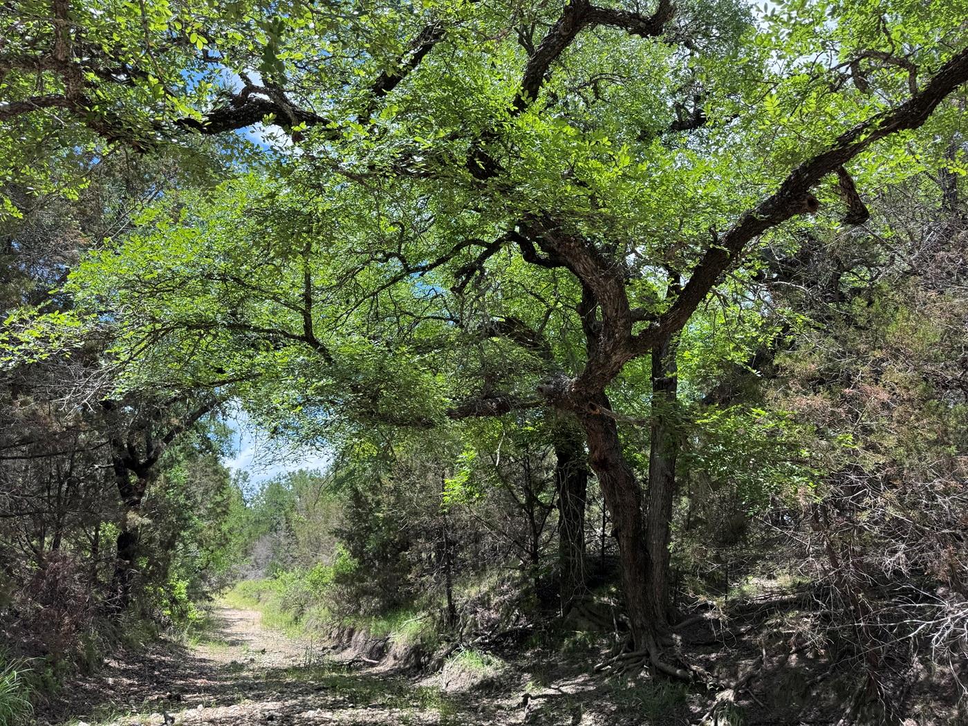 312 Oak Stump