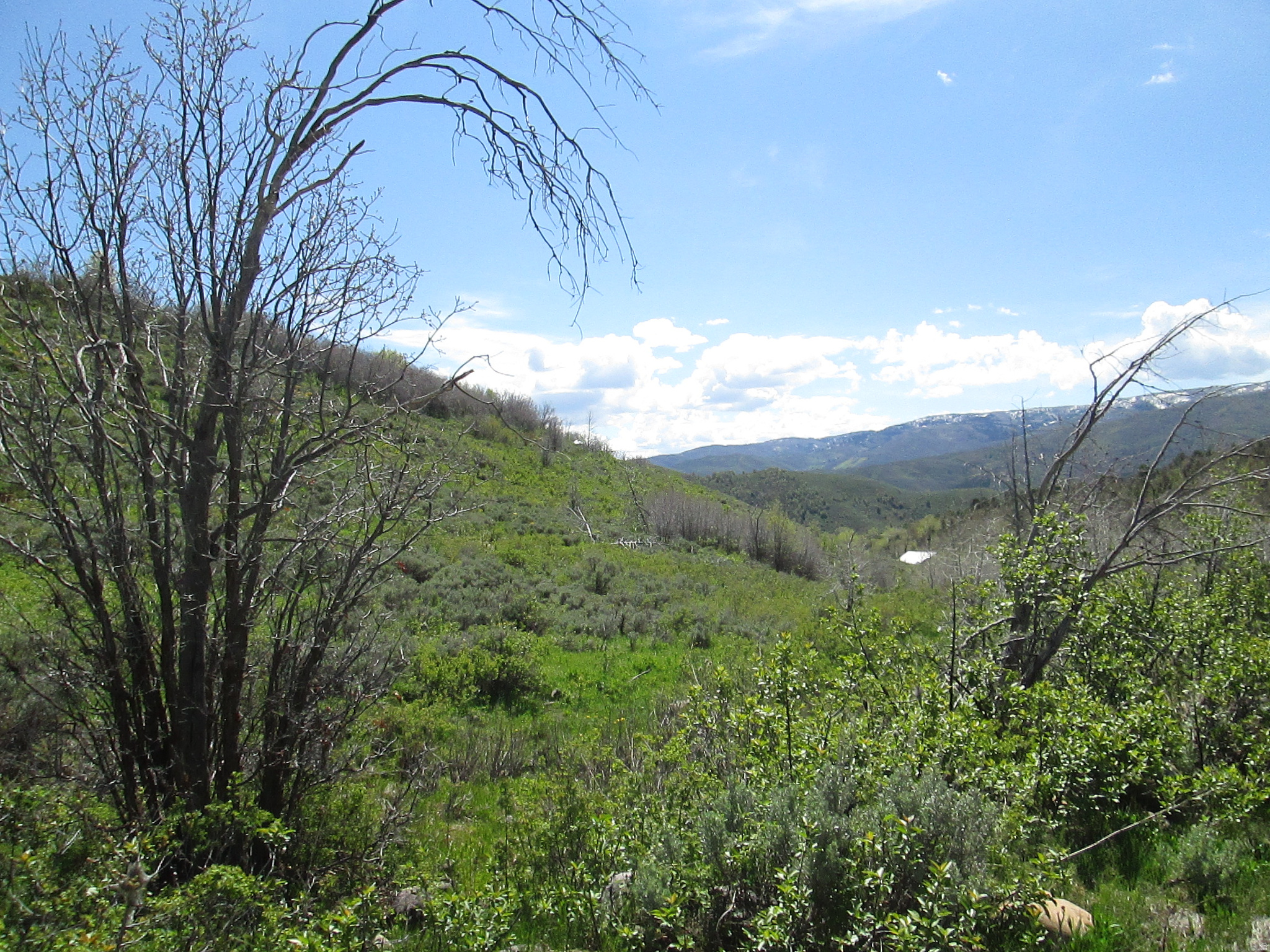 3258 N WATER CANYON AVE, Huntsville, UT 84317 — photo 1