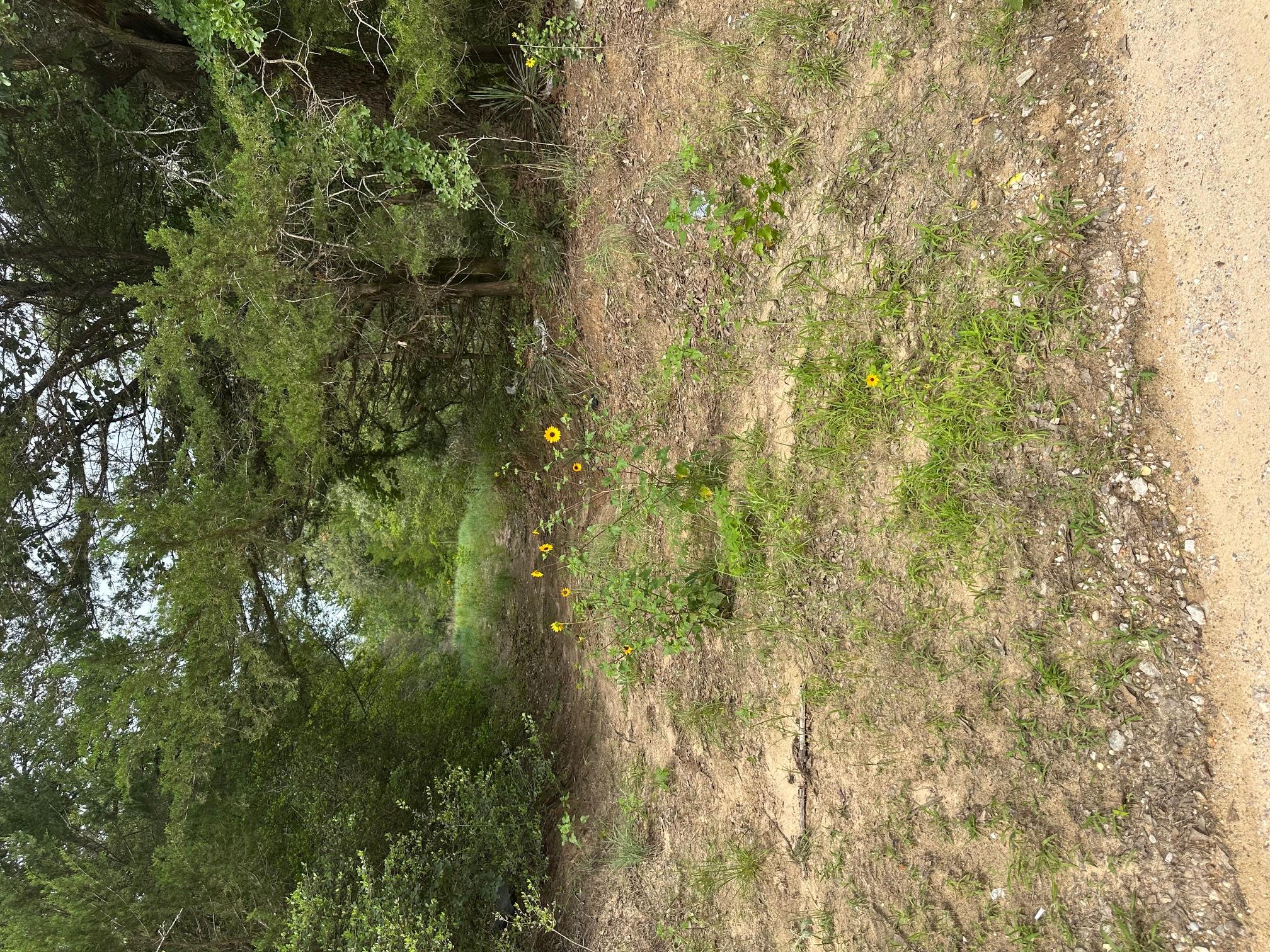 Lot 58-61  Pecan Dr, Caldwell, TX 77836 — photo 1