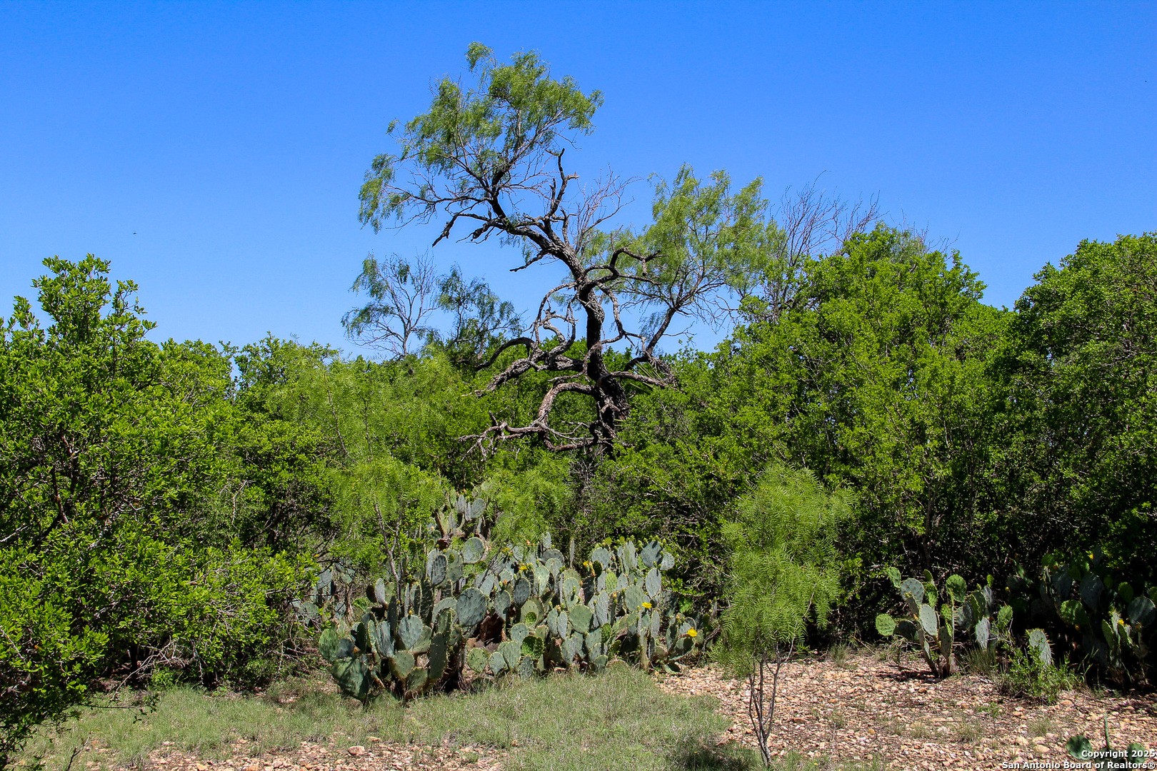 1400 FM 1343, , 78009 — photo 1