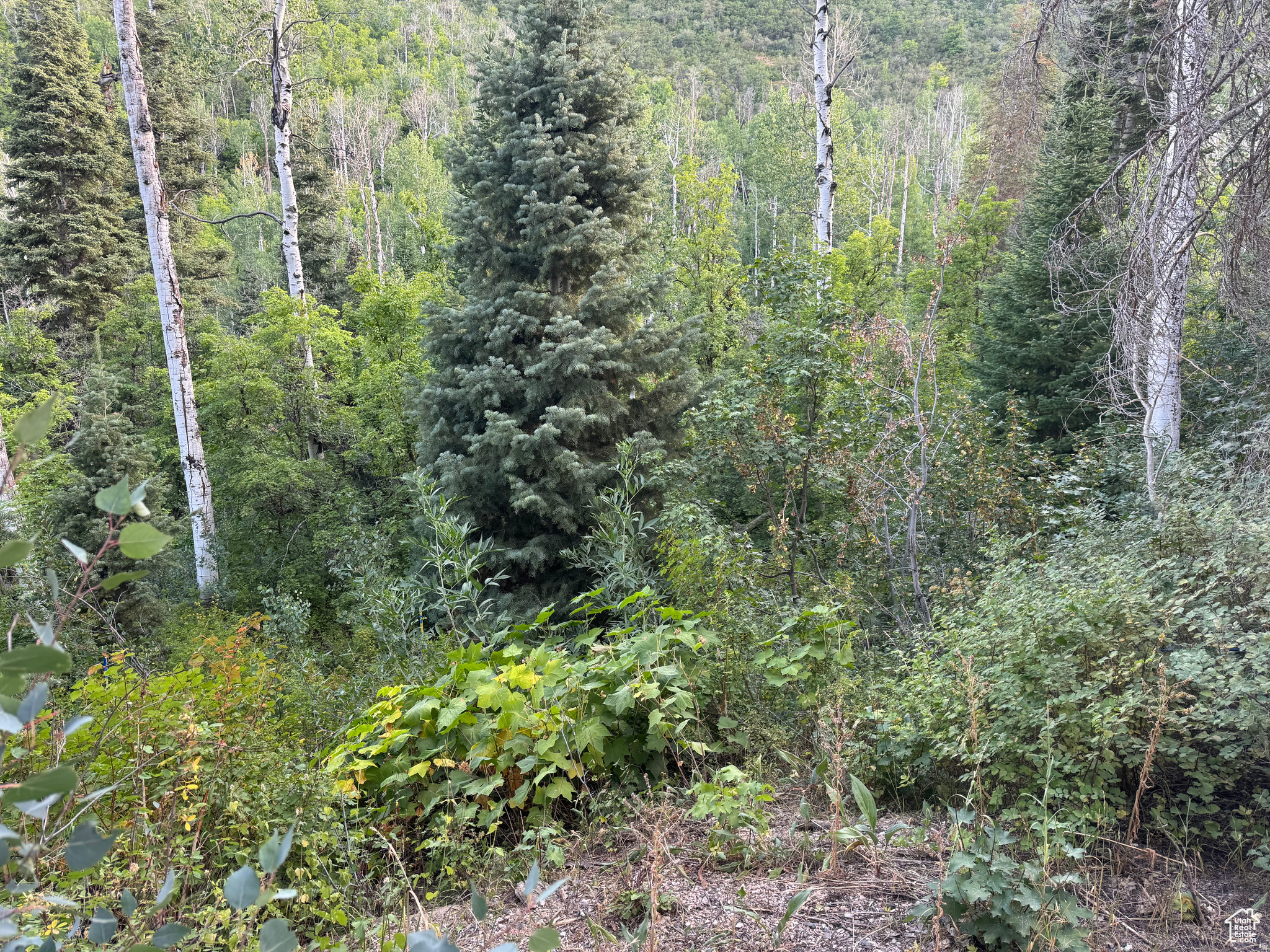 819  NORTH FORK RD, Mt Pleasant, UT 84629 — photo 1