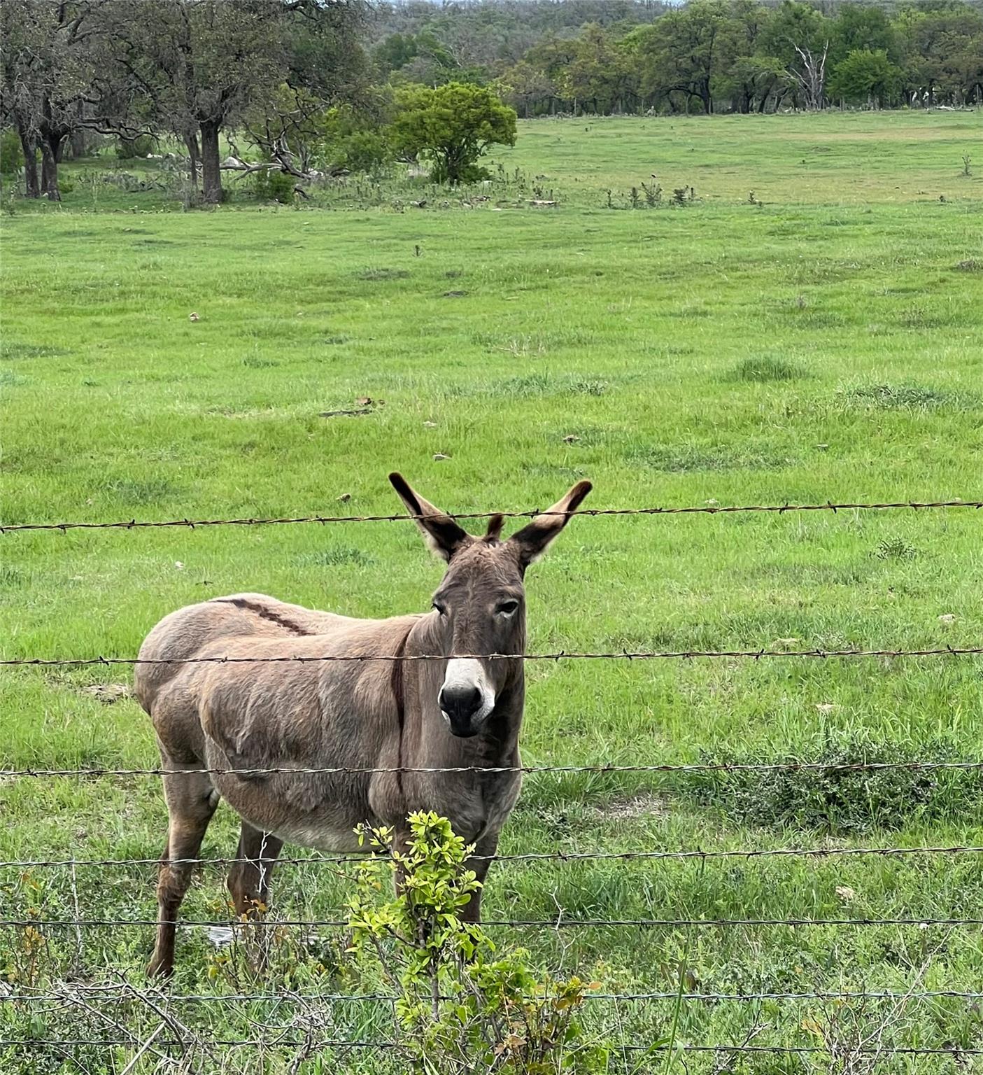 99 Axis, Fredericksburg, TX 78624 — photo 1