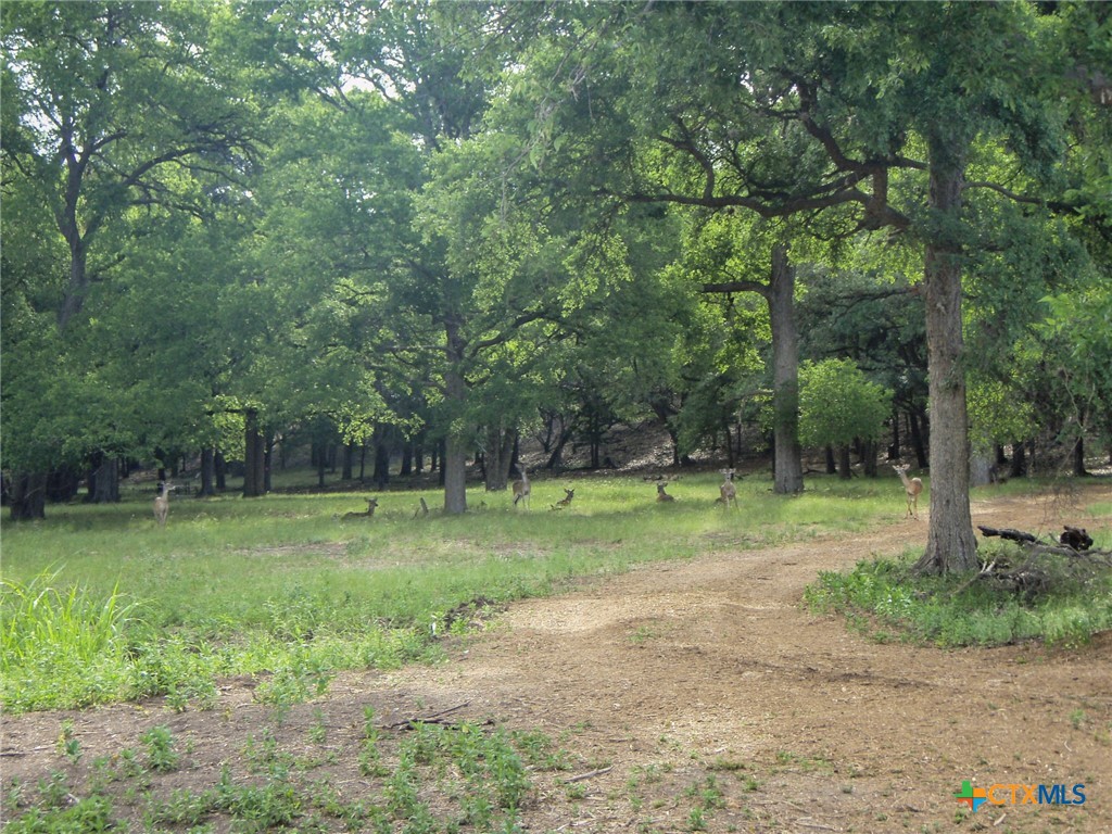 1613 Bella, Canyon Lake, TX 78133 — photo 1