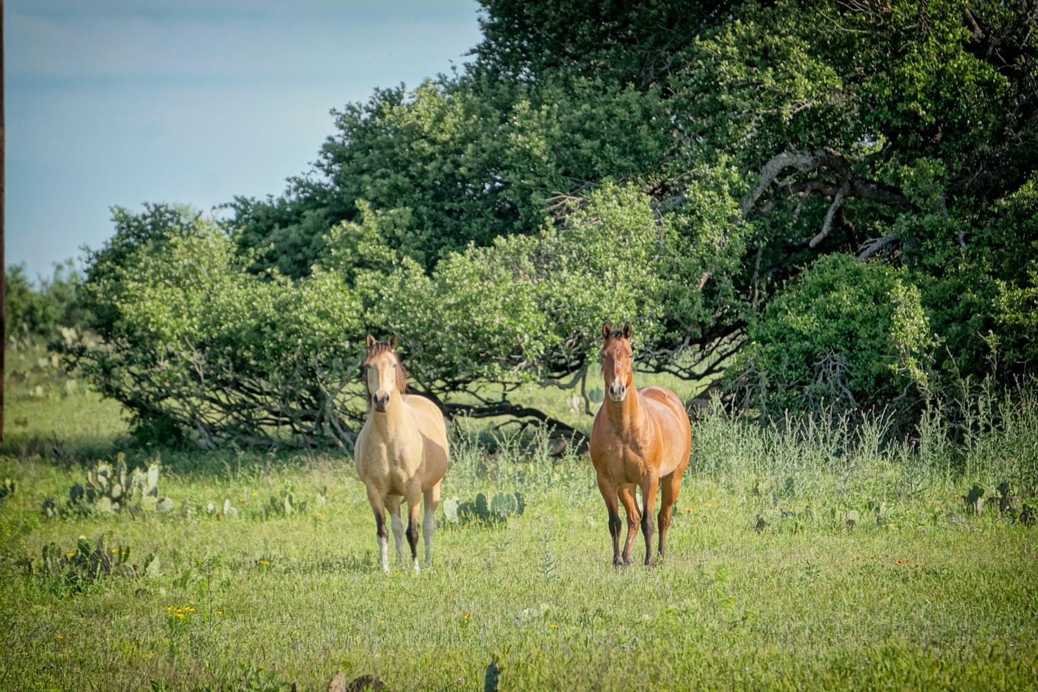 Lot 200  Swamp Creek Cove None, Burnet, TX 78611 — photo 1