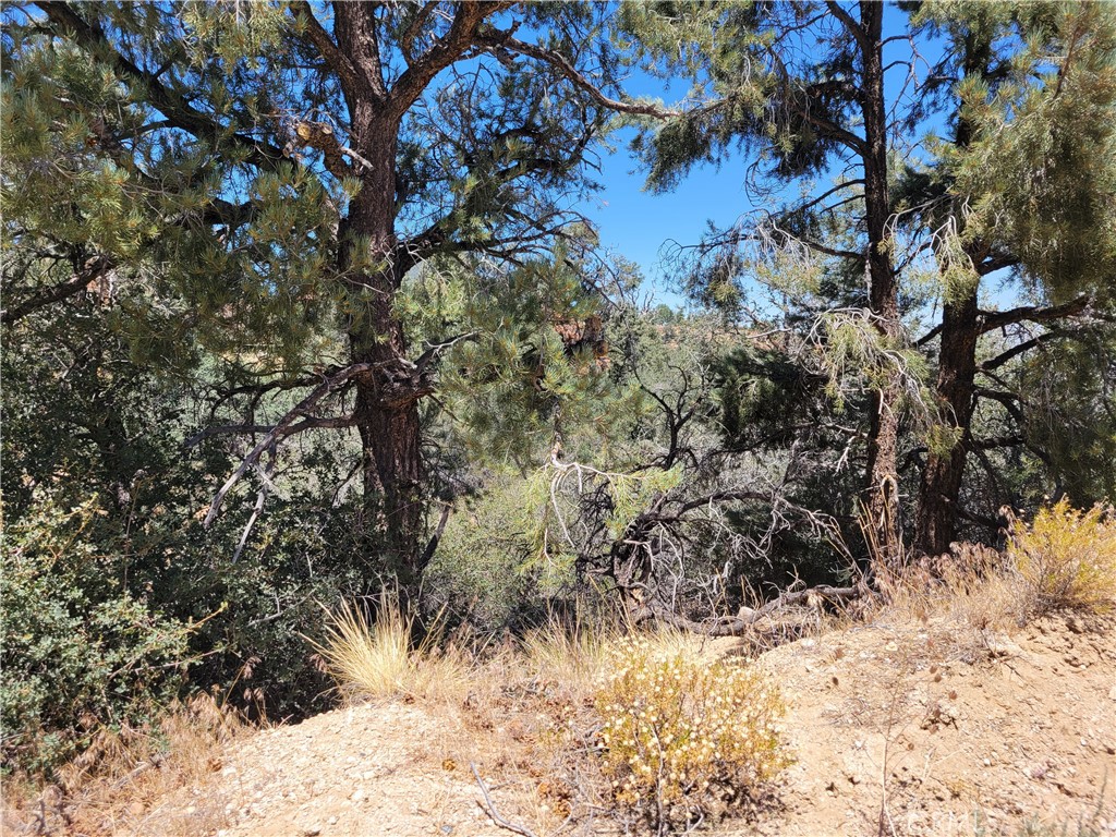 0 Old Oak Springs Valley Road, Wrightwood, CA 92397 — photo 1