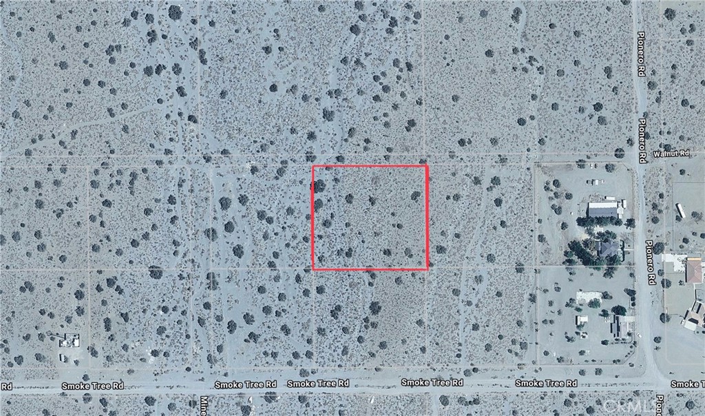 0 Coyote