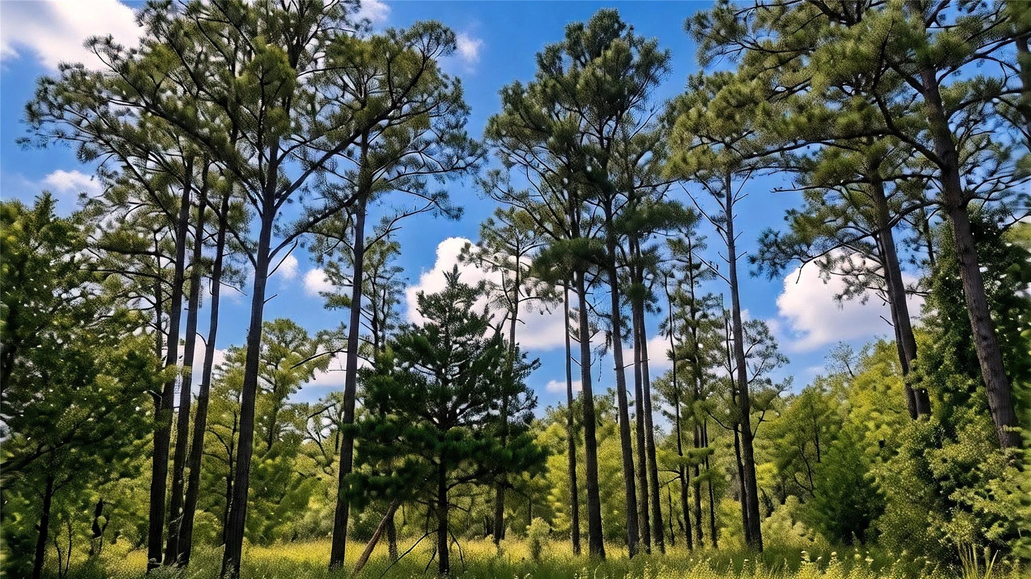 TBD Modock, Bastrop, TX 78602 — photo 1