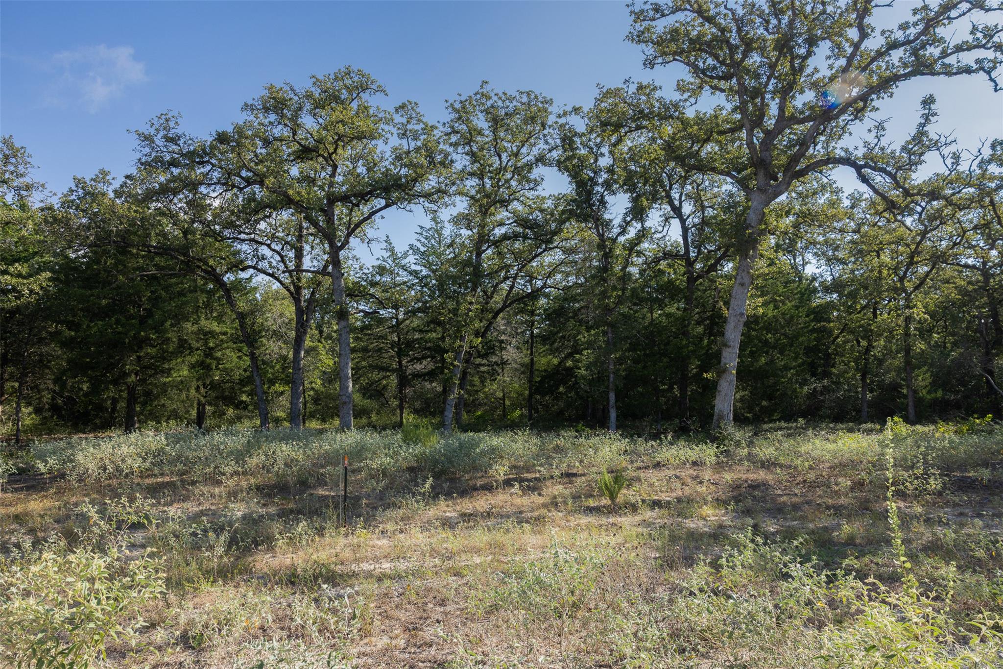 180 Autumn Oak