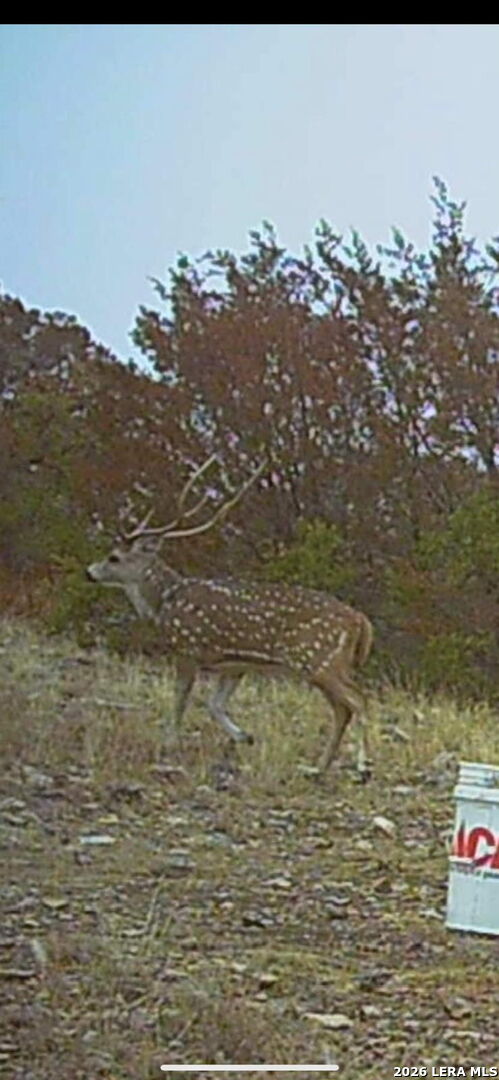 TBD SD 45455, Rocksprings, TX 78880 — photo 1