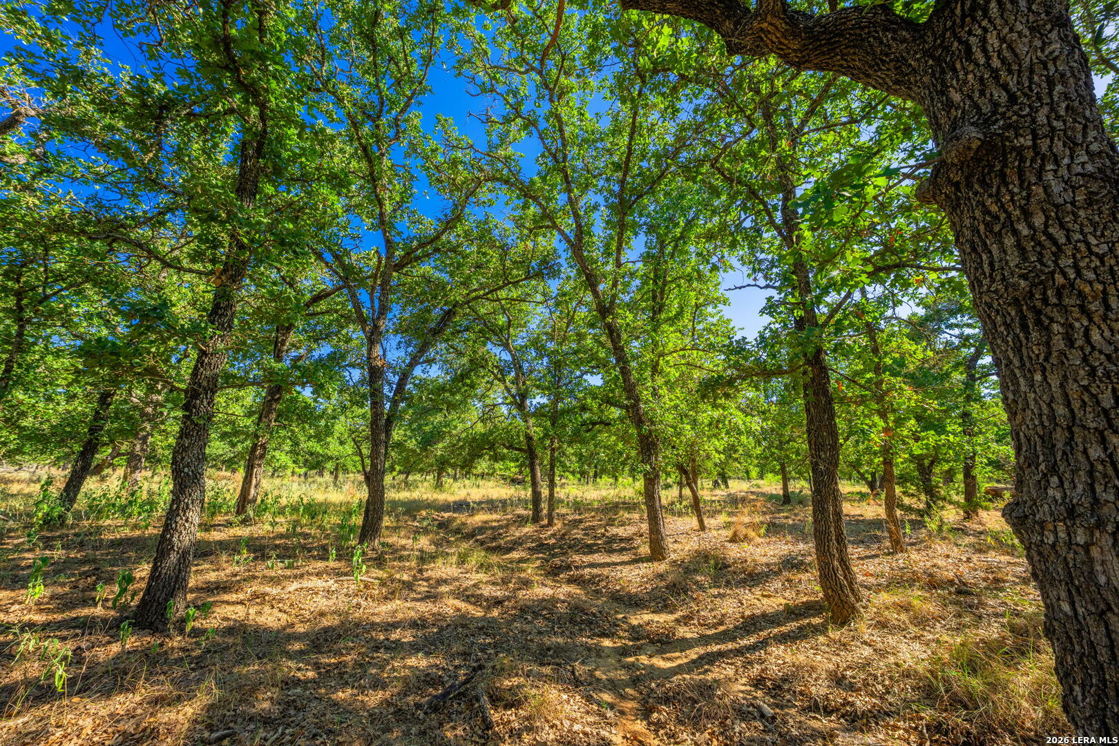 560 Mystic Oaks Trail, ,  78624 — photo 1