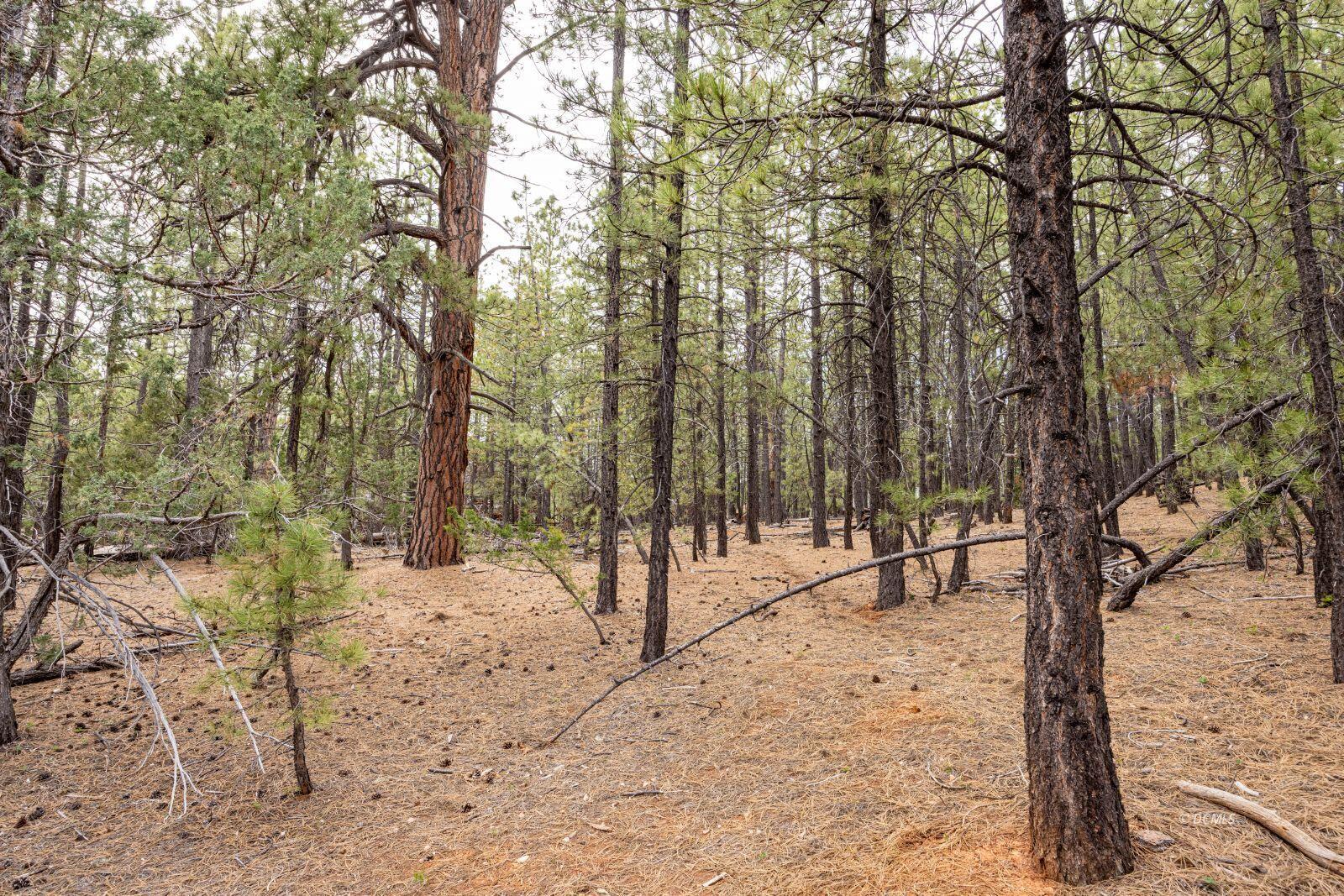 3220 E Piute DR, Duck Creek Village, UT 84762 — photo 1
