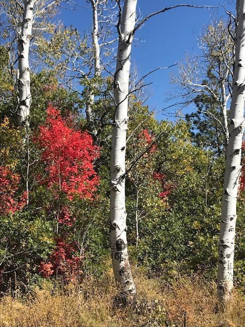 369 Whispering Pines RD 54, Kolob, UT 84767 — photo 1