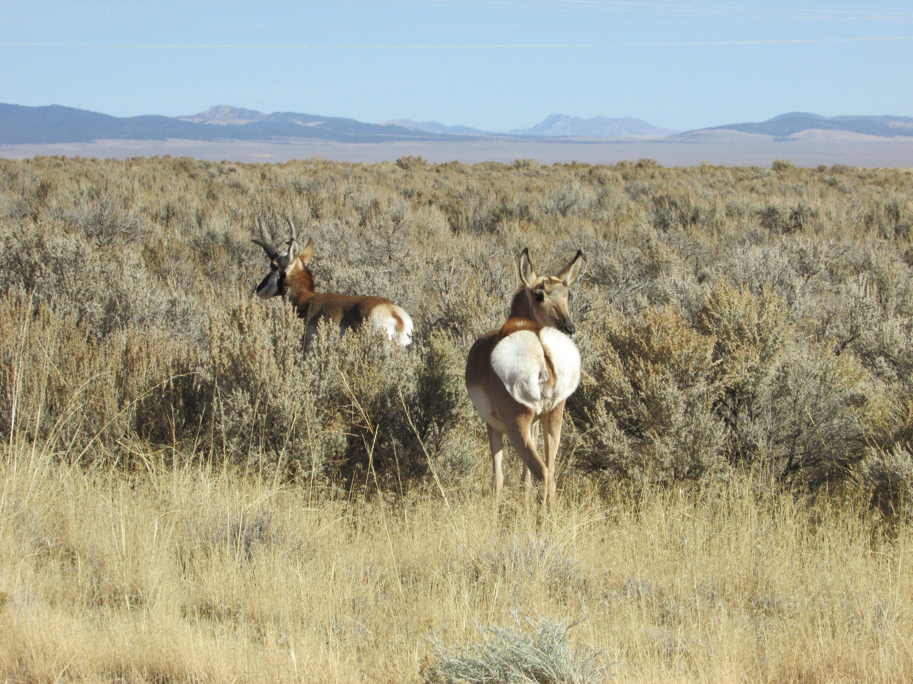 8350 W 5200 N, Lots 503 and 504, Beryl, UT 84714 — photo 1