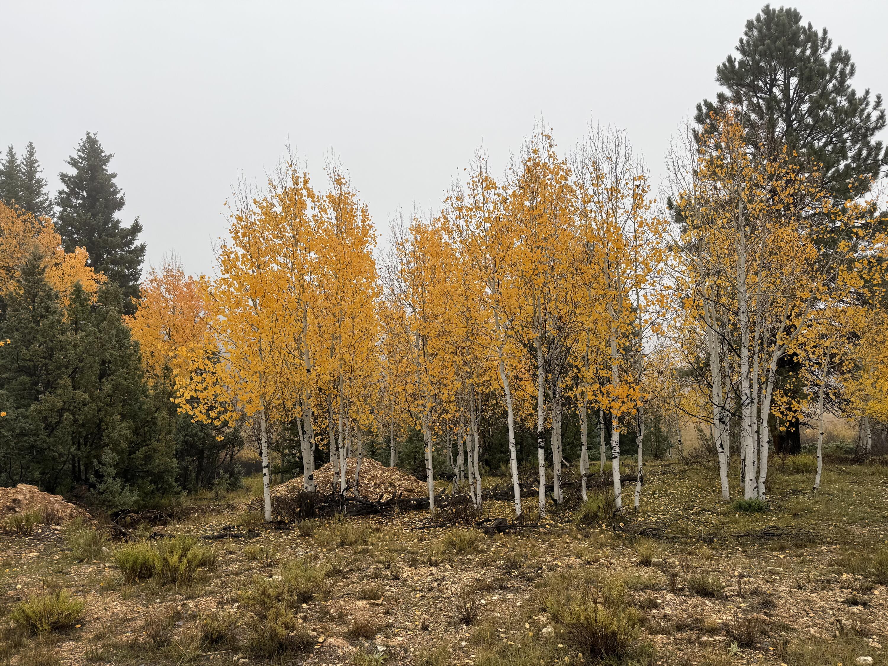 3215 E Debonair DR, Duck Creek, UT 84762 — photo 1