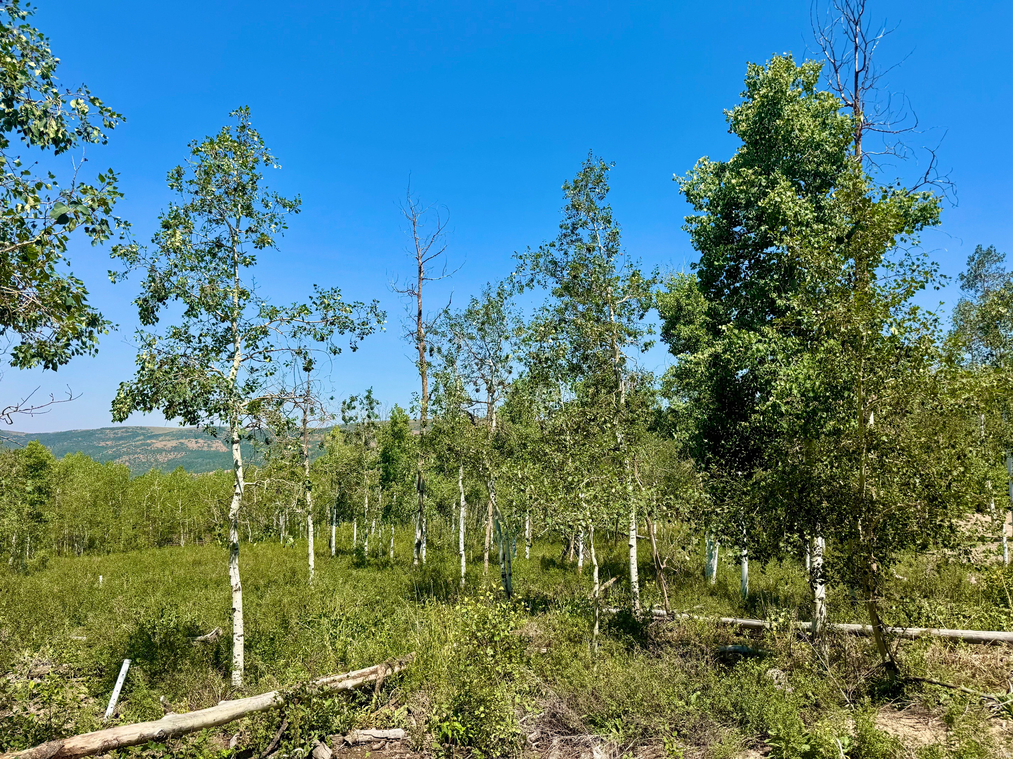 10775 E TANGLEWOOD DR, Heber City, UT 84032 — photo 1
