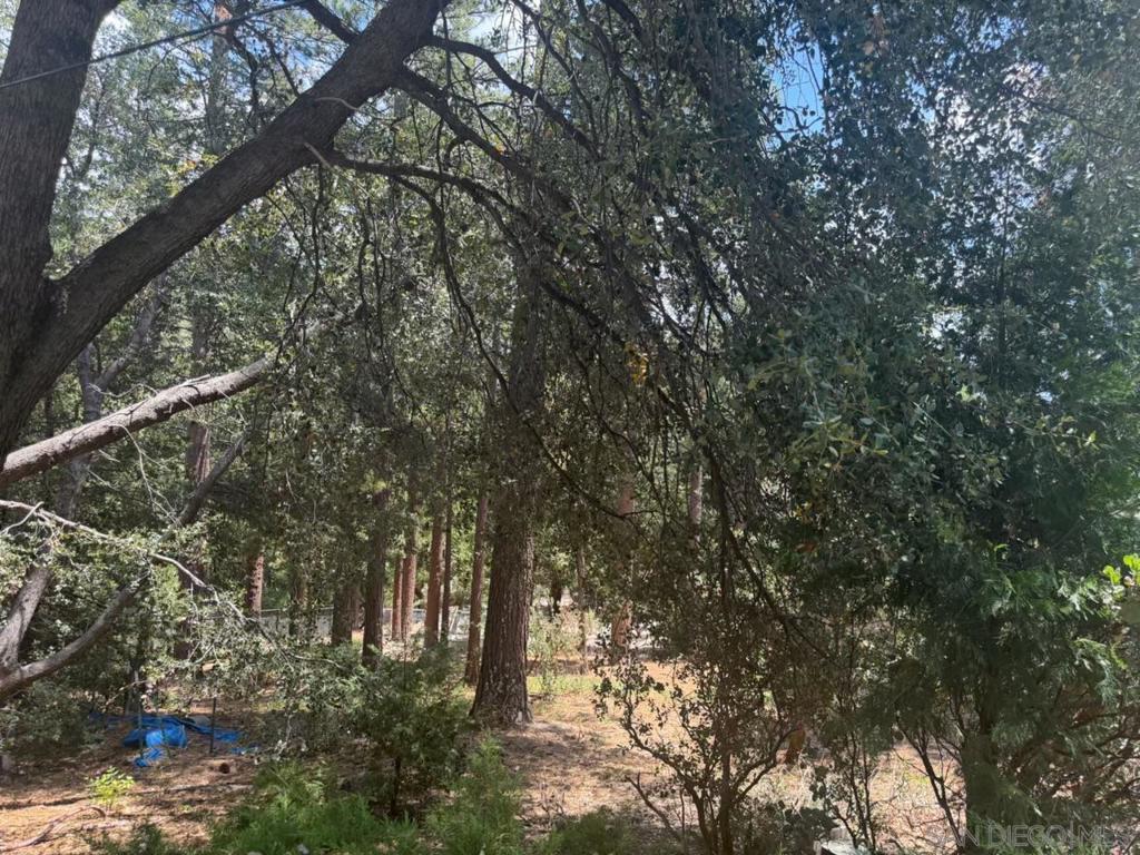 0 Big Pine