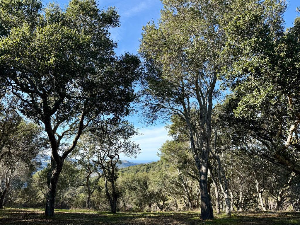 70 Chamisal, Carmel, CA 93923 — photo 1