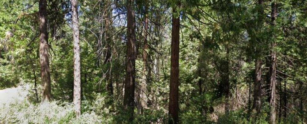 166 Higdon Road, West Point, CA 95255 — photo 1