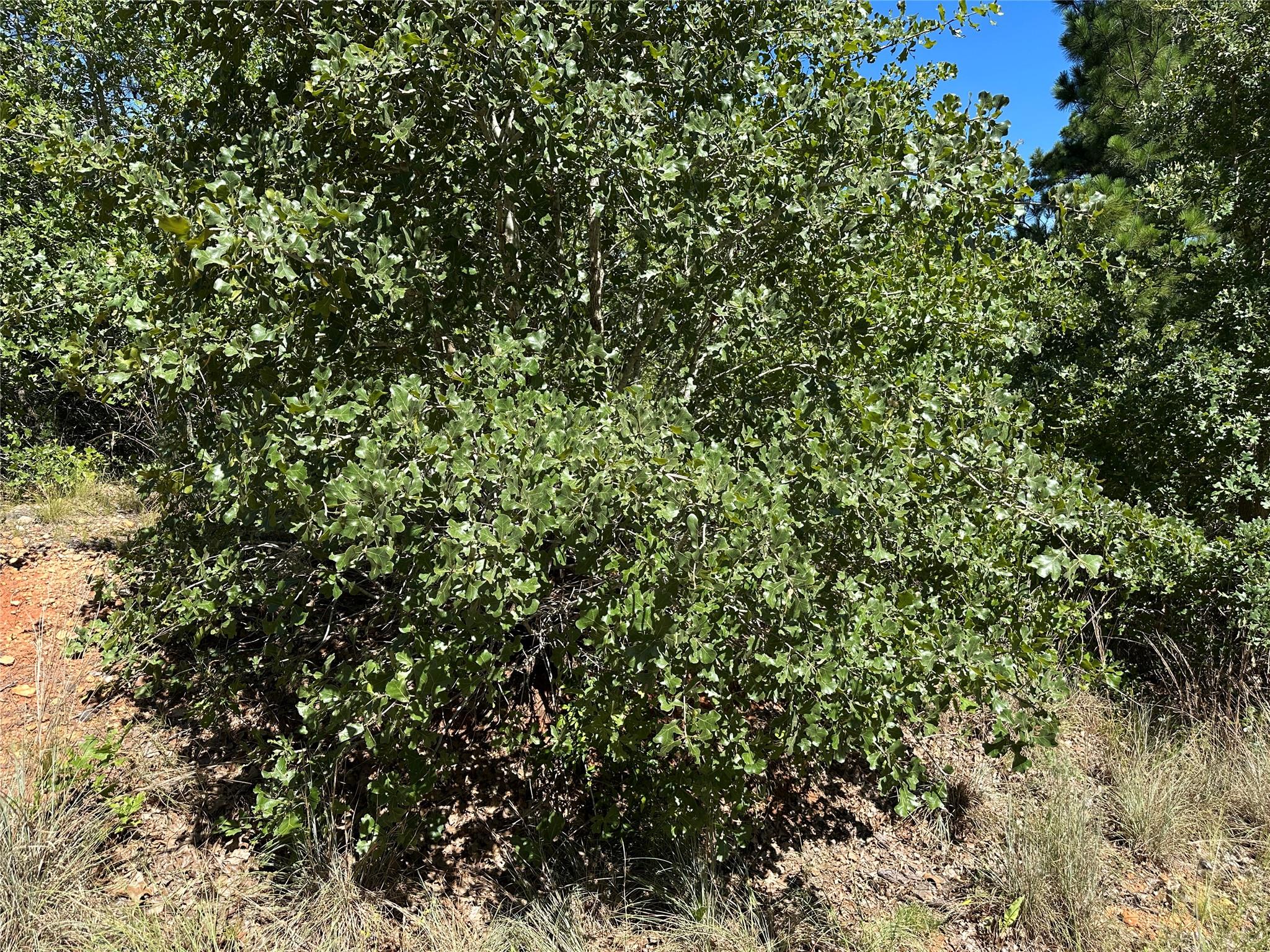 TBD N. Pahihi Dr, Bastrop, TX 78602 — photo 1