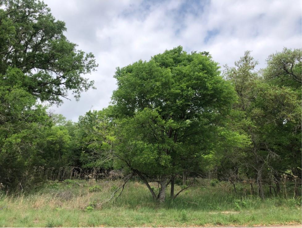75  E Valley Springs Rd, Wimberley, TX 78676 — photo 1
