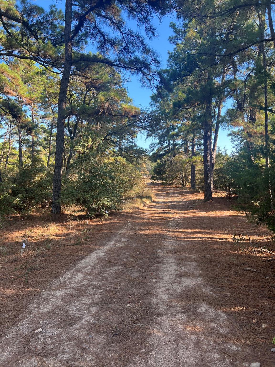 Lot 43 Pine Lodge Dr, Bastrop, TX 78602 — photo 1