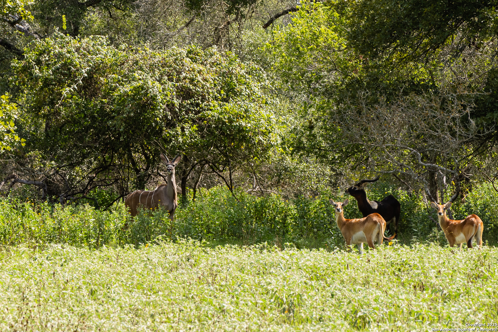 8841 Fm 775, La Vernia, TX 78121 — photo 1
