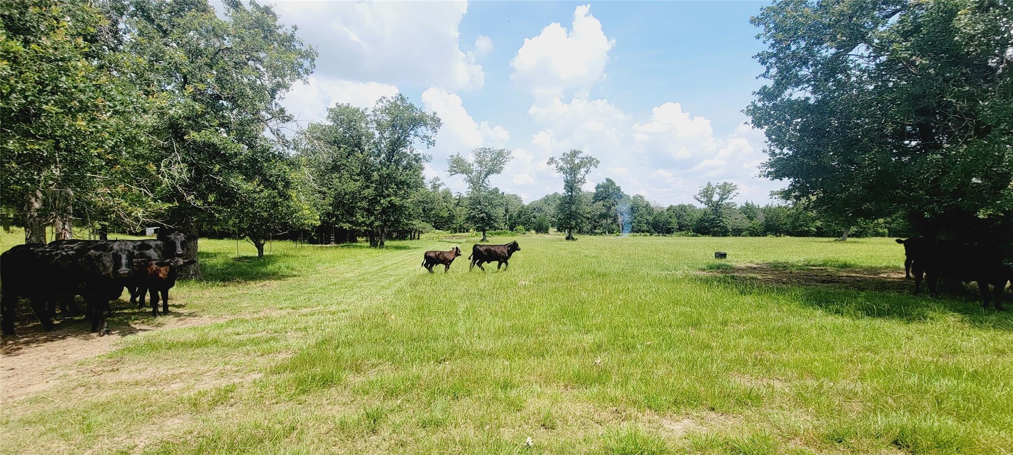 3321  County Road 457 None, Thorndale, TX 76577 — photo 1