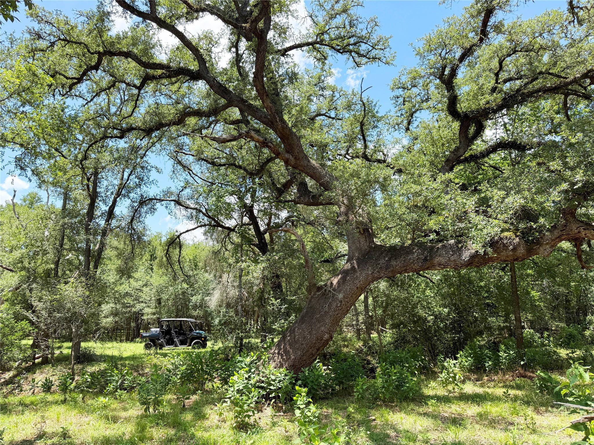 0000  FM 2239 None, Paige, TX 78659 — photo 1