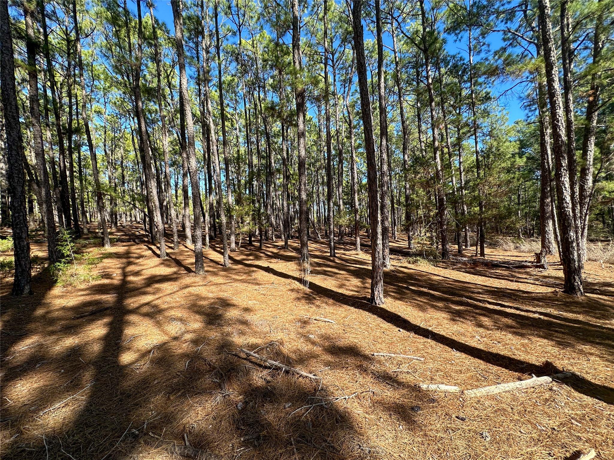 Lot 12  Hickory Ridge Dr, Bastrop, TX 78602 — photo 1