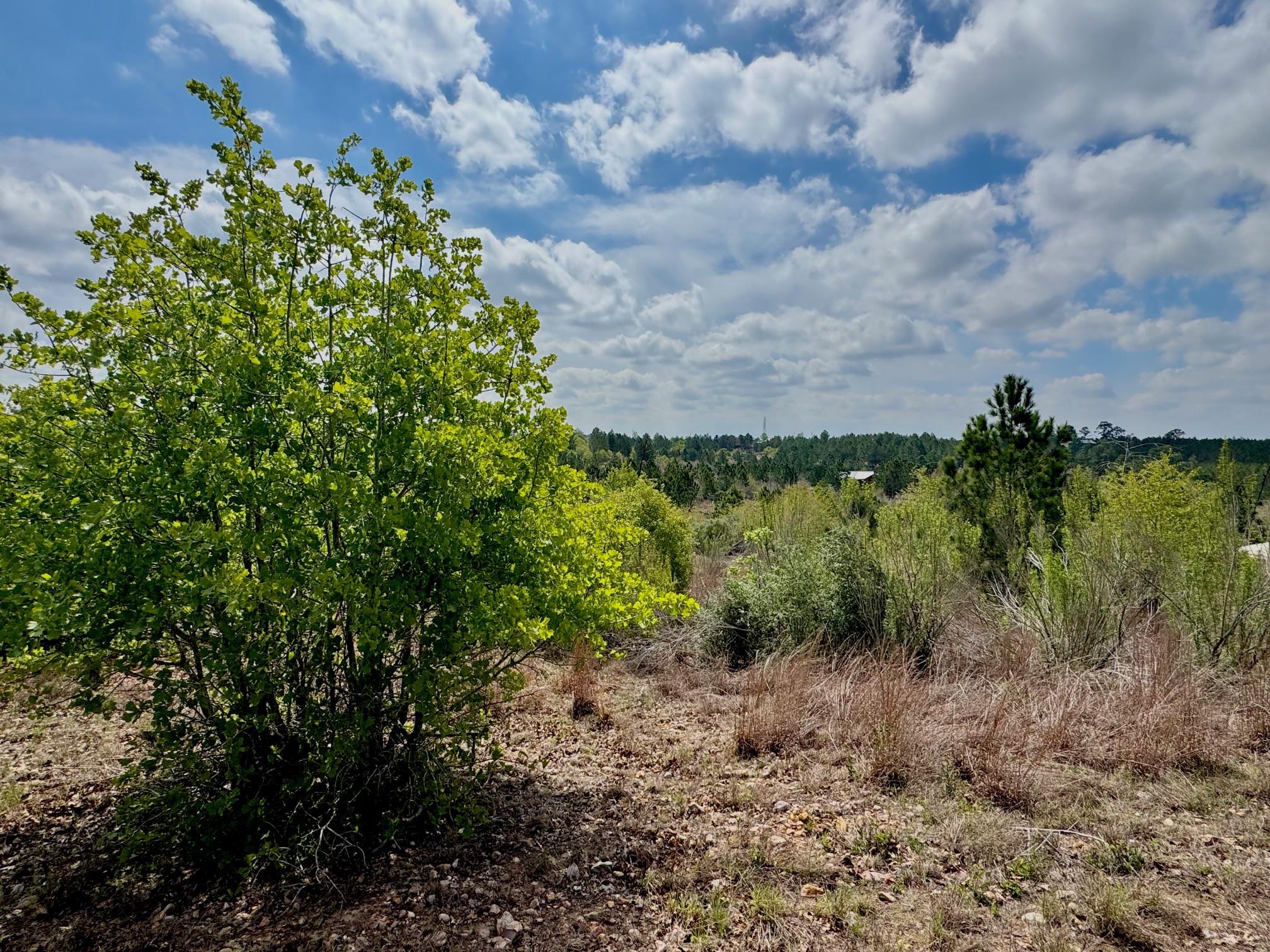 TBD Hudson Rd, Smithville, TX 78957 — photo 1